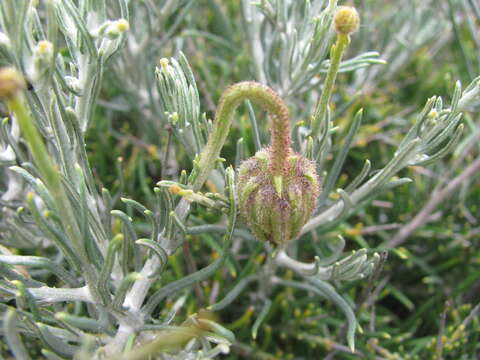 Image of Heterolepis peduncularis DC.