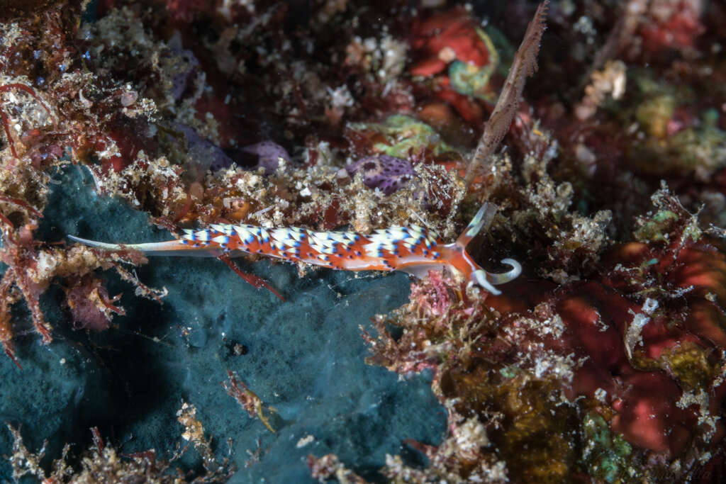 Image of White tipped red and white slug