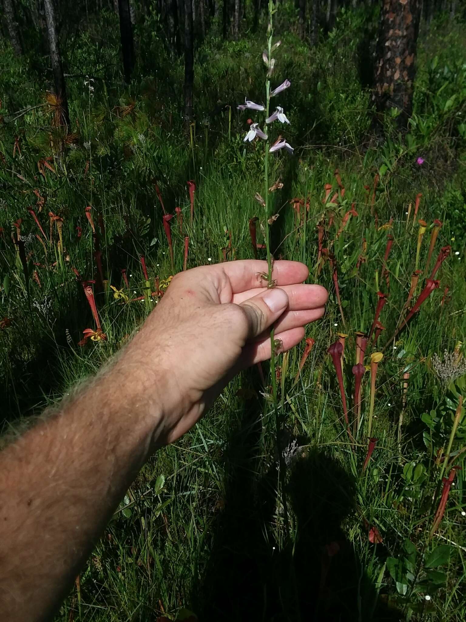 Sivun Lobelia floridana Chapm. kuva