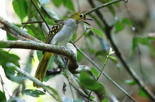 Nicator chloris (Valenciennes 1826)的圖片