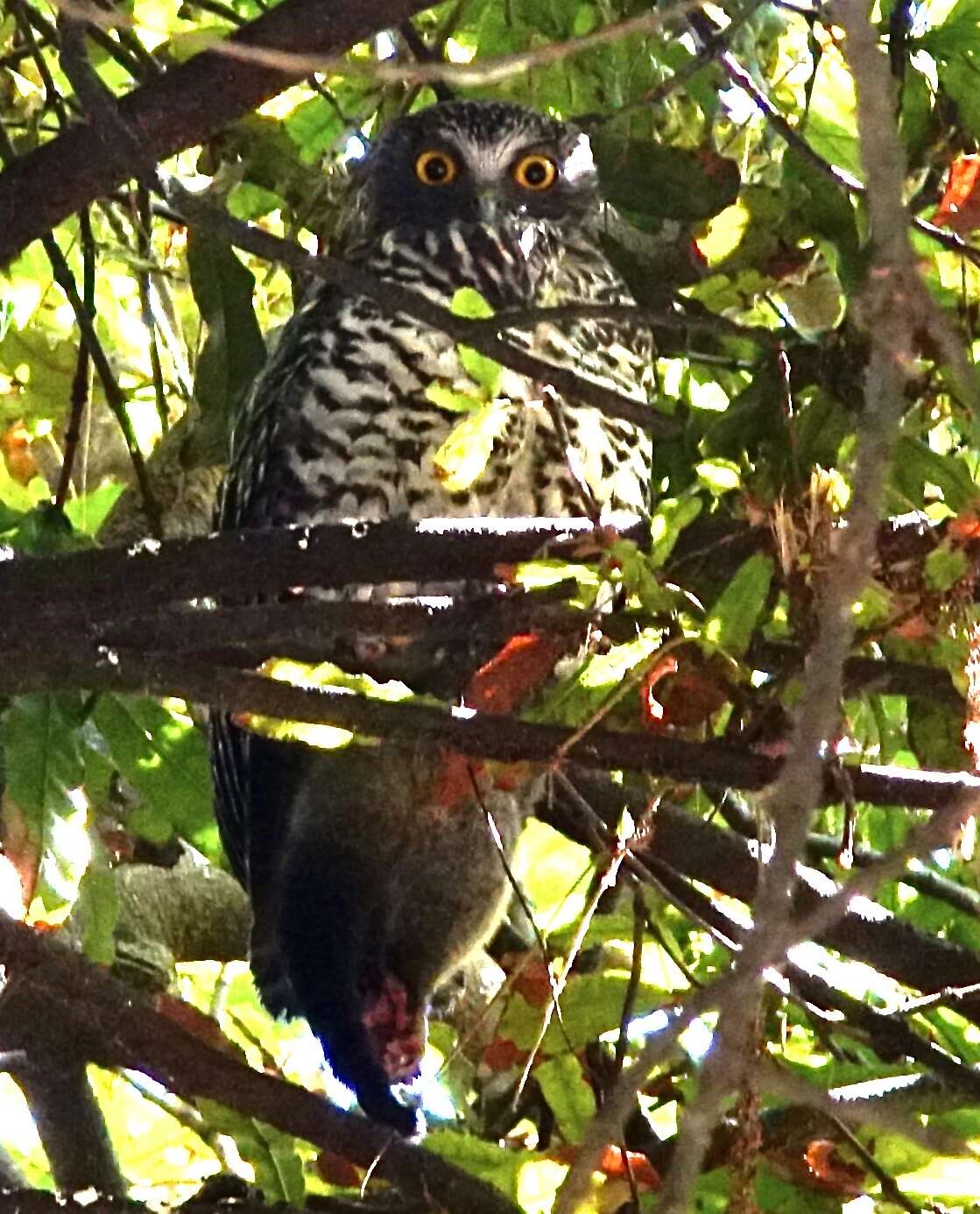 صورة Ninox strenua (Gould 1838)