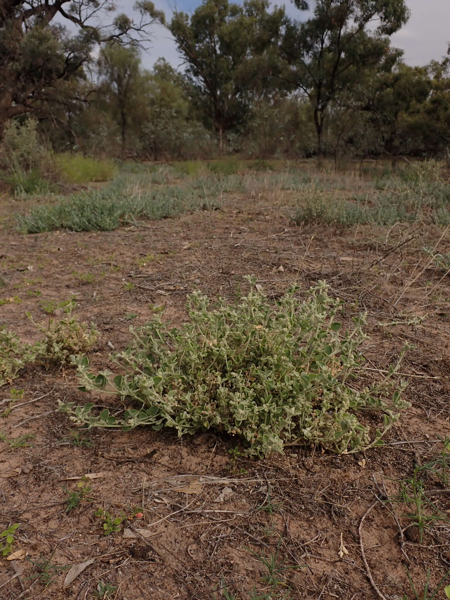 Image of Desert goosefoot