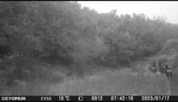 Image of Corsican red deer