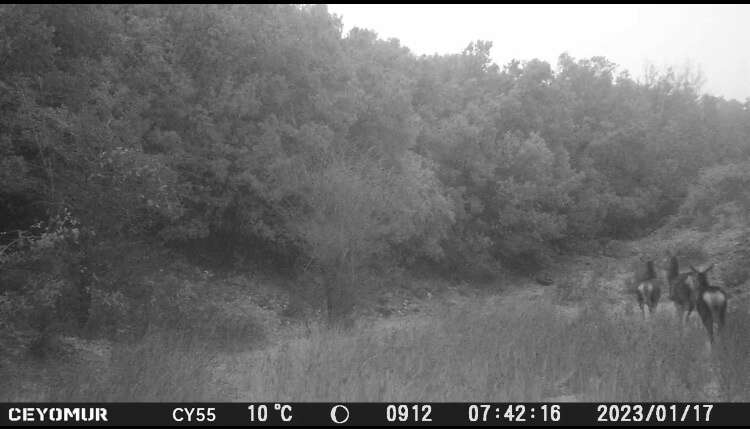 Image of Corsican red deer