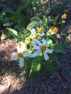 Plancia ëd Bidens alba (L.) DC.