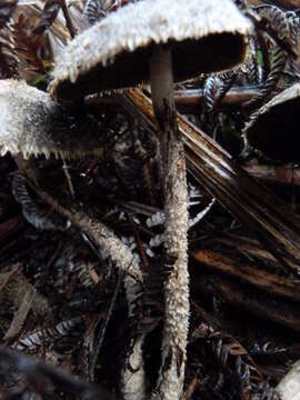 Imagem de Psathyrella asperospora (Cleland) Guzmán, Bandala & Montoya 1991