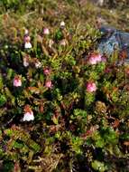 Imagem de Harrimanella stelleriana (Pall.) Coville