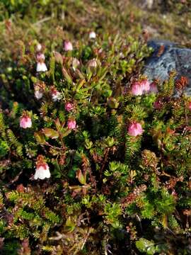 Image of Alaska Bell-Heather