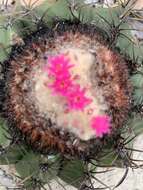 Image of Melocactus violaceus subsp. violaceus