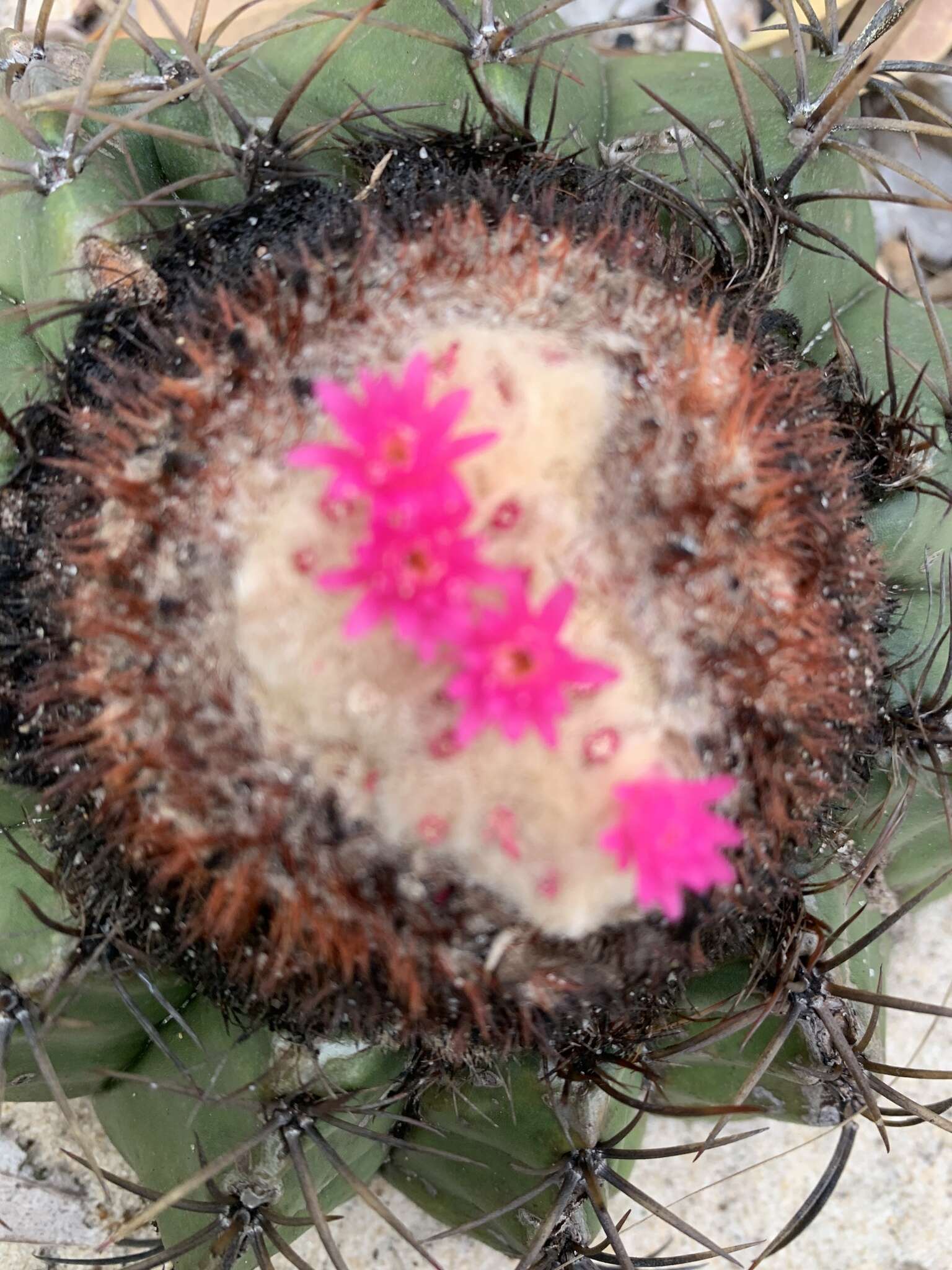 Image of Melocactus violaceus subsp. violaceus