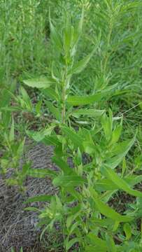 Image of lanceleaf ragweed