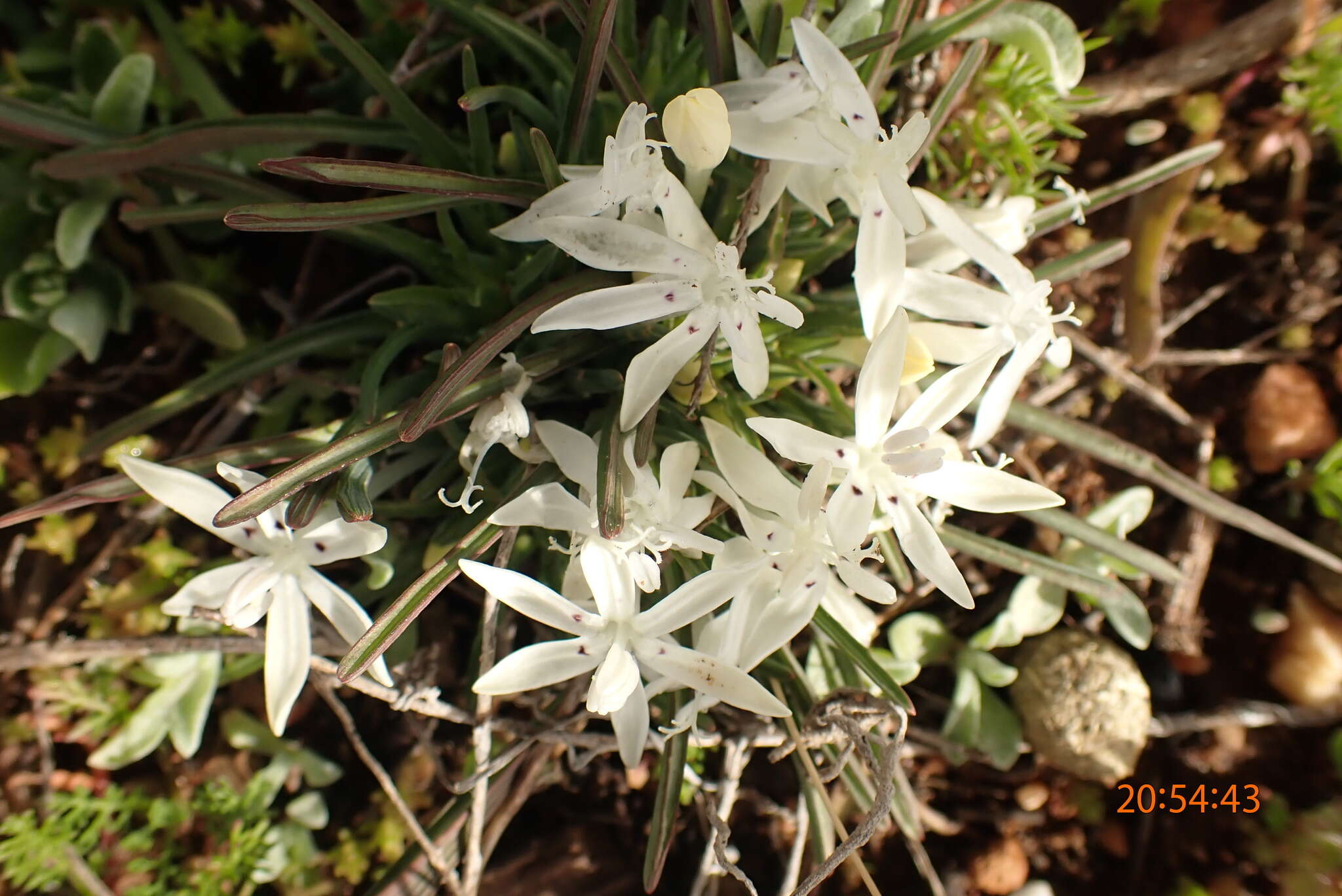 Image of Lapeirousia plicata (Jacq.) Diels