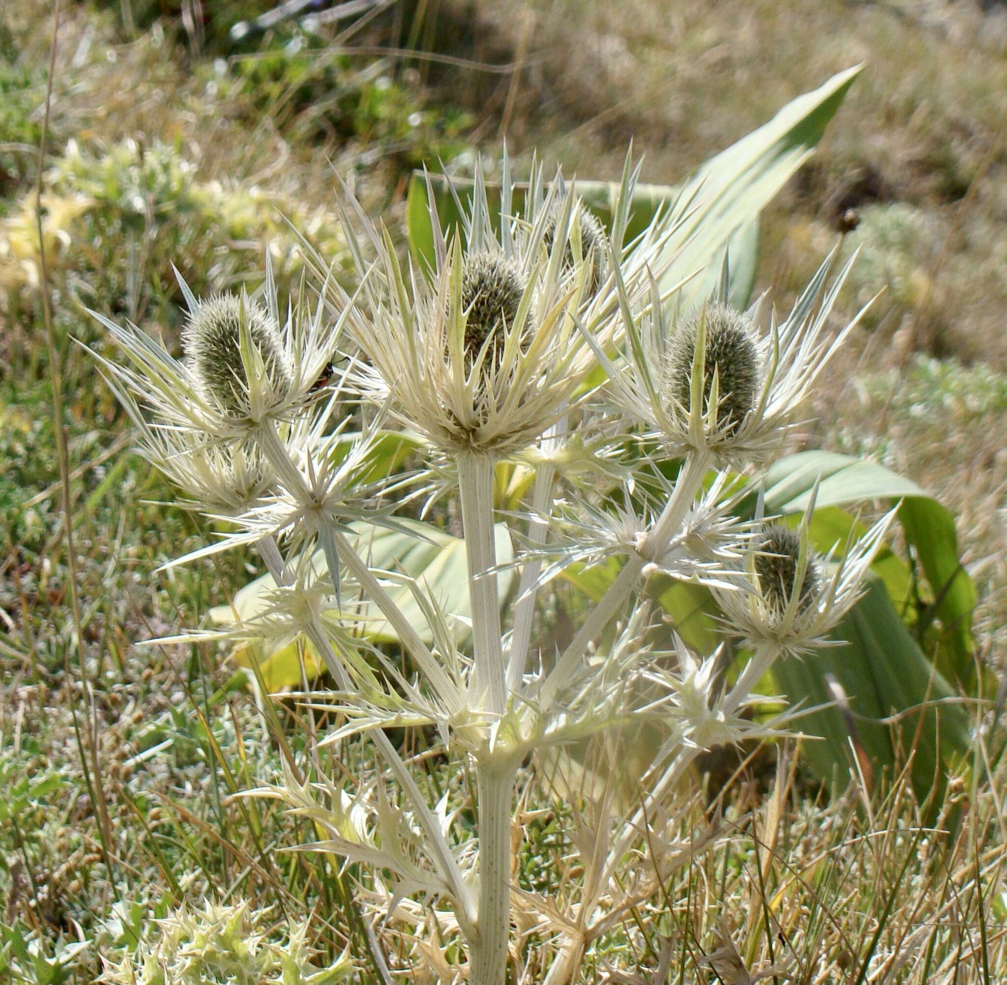 Imagem de Eryngium spinalba Vill.