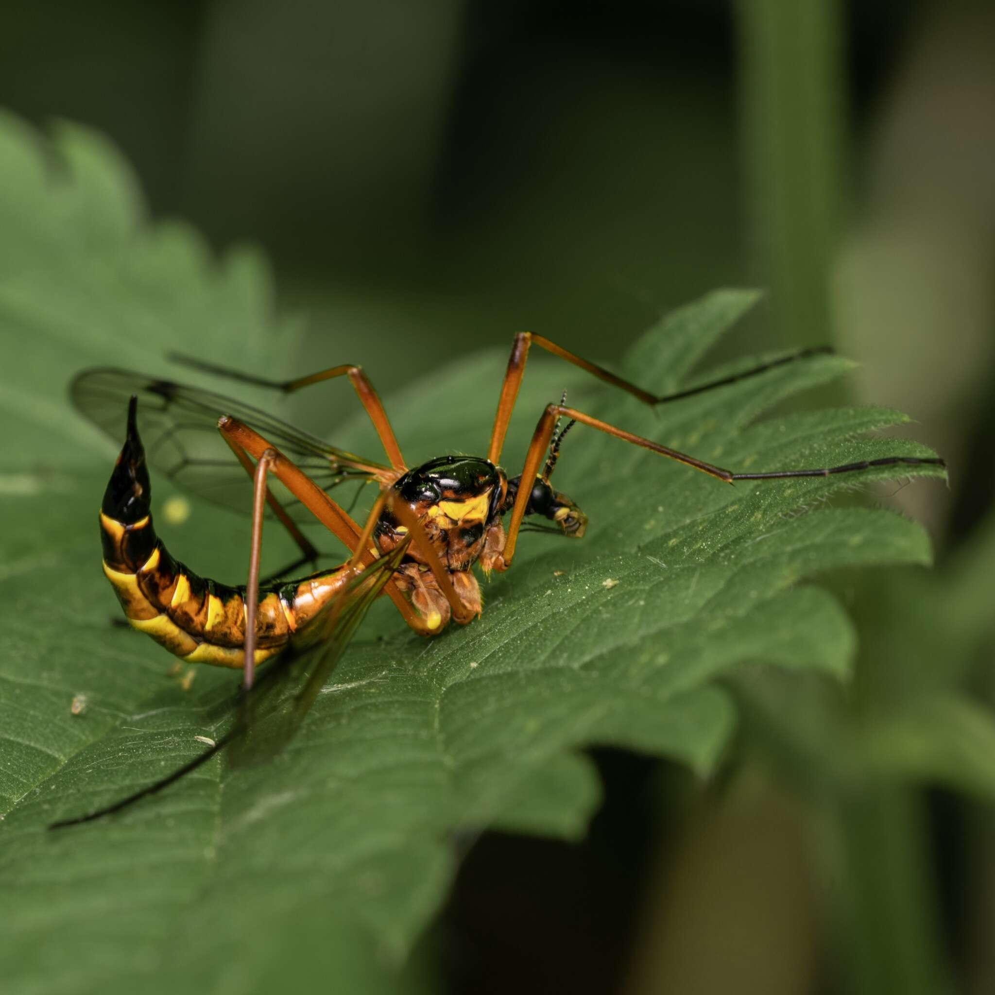 Image of Ctenophora (Ctenophora) pectinicornis (Linnaeus 1758)