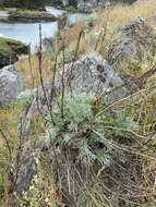 Image of Pacific wormwood