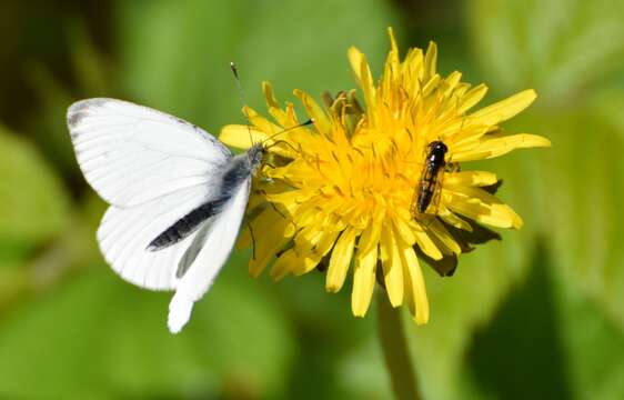 Plancia ëd Pieris napi (Linnaeus 1758)