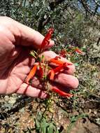 Image de Penstemon barbatus subsp. barbatus