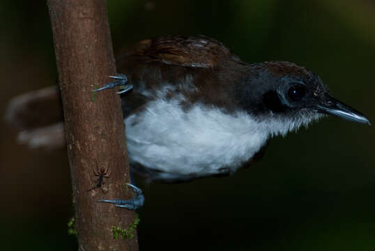 Image of Bicolored Antbird