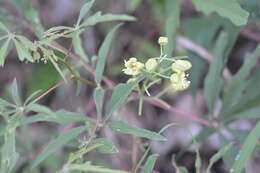 Слика од Manihot rhomboidea subsp. microcarpa (Müll. Arg.) D. J. Rogers & Appan