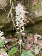 Image of heartleaf foamflower