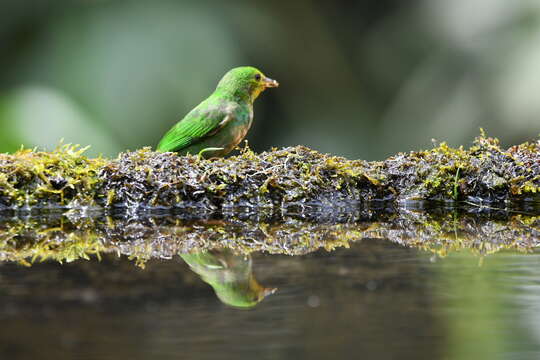 Image of Multicolored Tanager