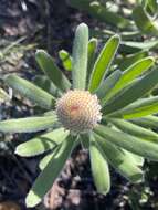 Image of Isopogon sphaerocephalus subsp. lesueurensis Rye