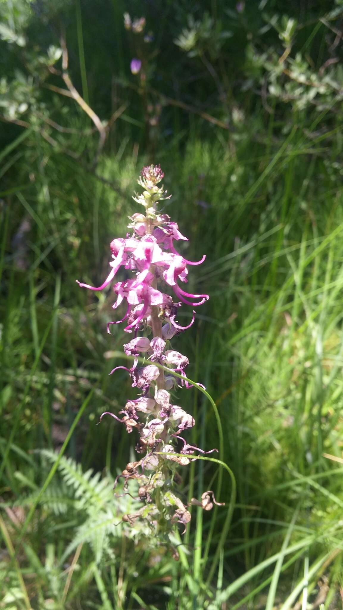 Image of elephanthead lousewort