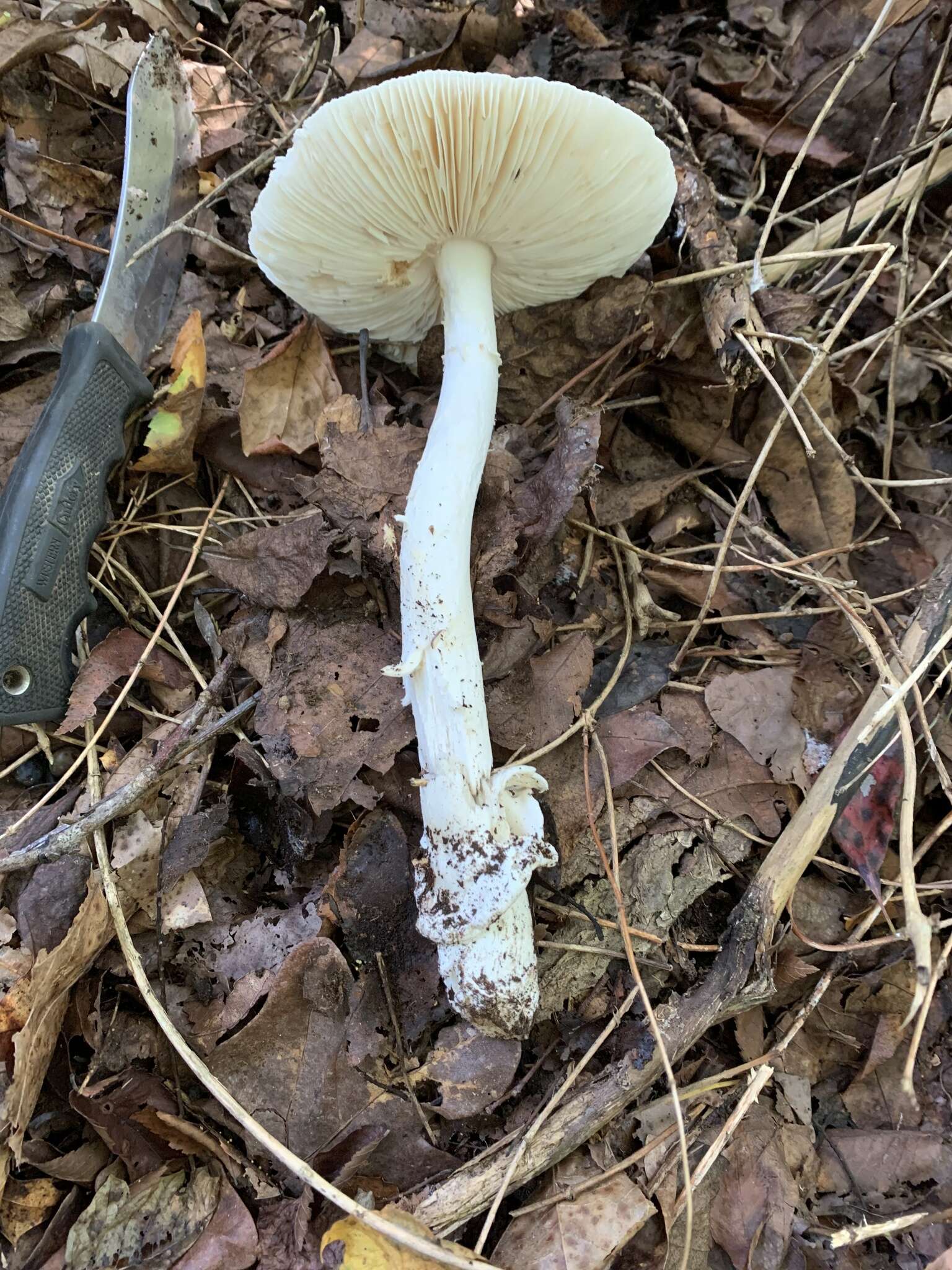 Image of Amanita murrilliana Singer 1951