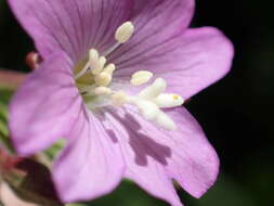 Image of Epilobium duriaei Godron