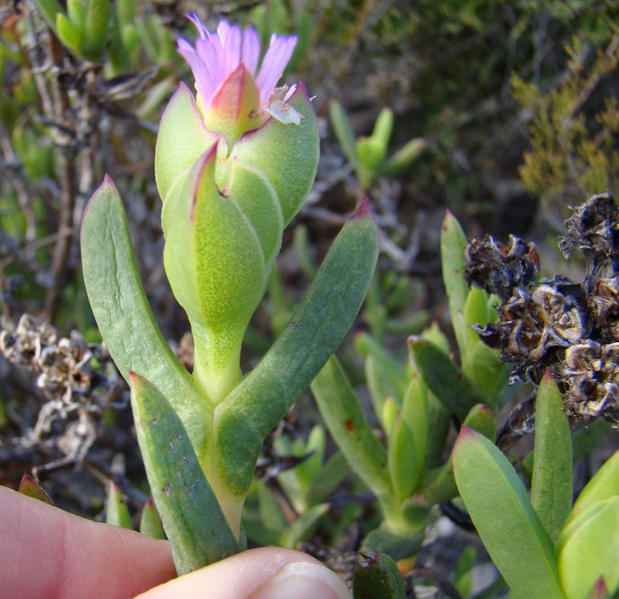 Image of Stayneria neilii (L. Bol.) L. Bol.