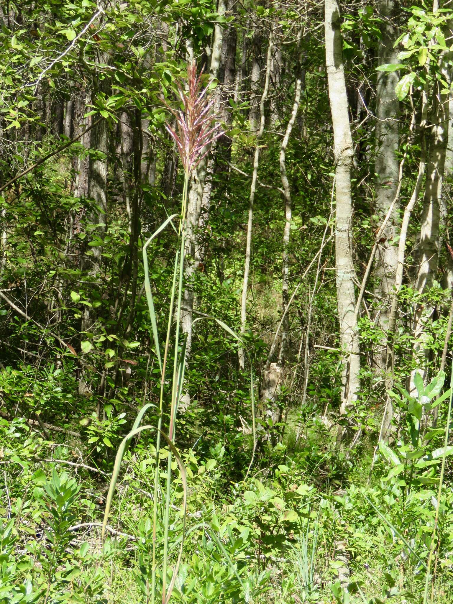 Sivun Saccharum giganteum (Walter) Pers. kuva