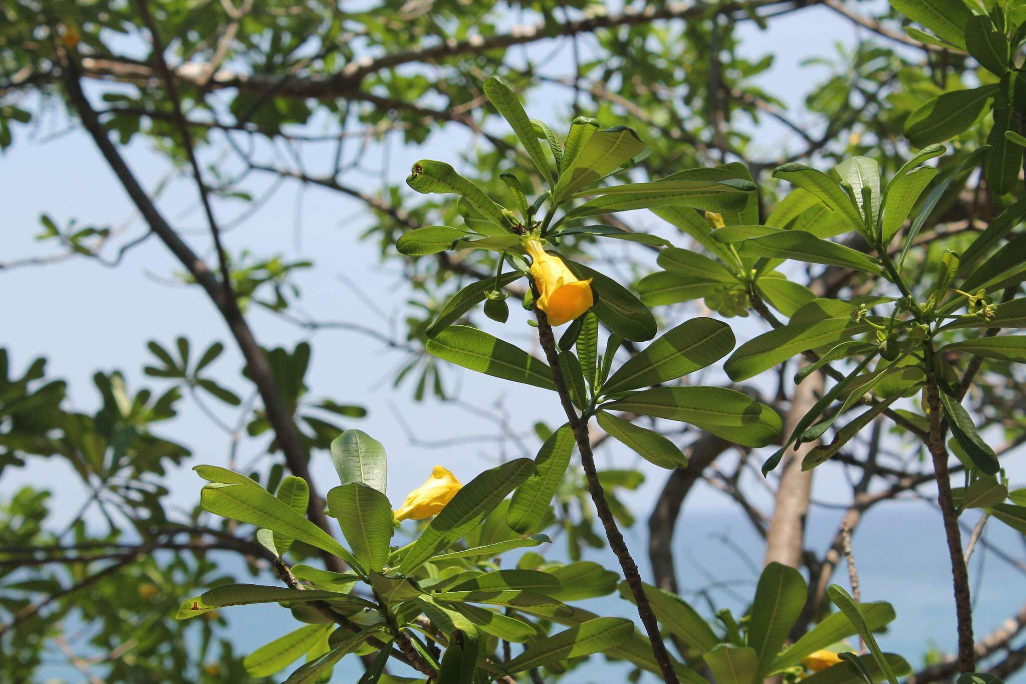 Image of Cascabela ovata (Cav.) H. Lippold