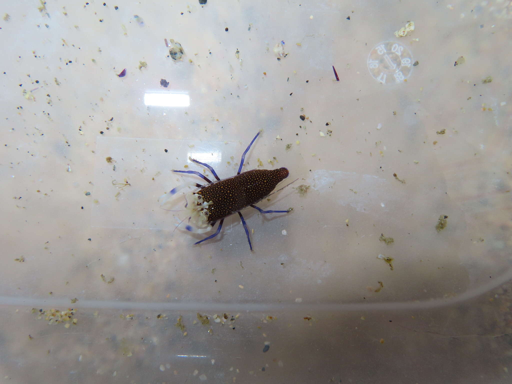 Image of golden-spotted shrimp