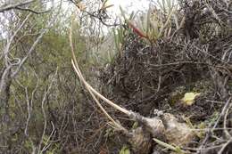 Image of Albuca caudata Jacq.