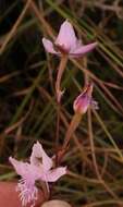 Disa chimanimaniensis (H. P. Linder) H. P. Linder resmi