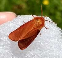 Image of Spilosoma pteridis Edwards 1874