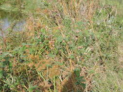 Image of crimsoneyed rosemallow