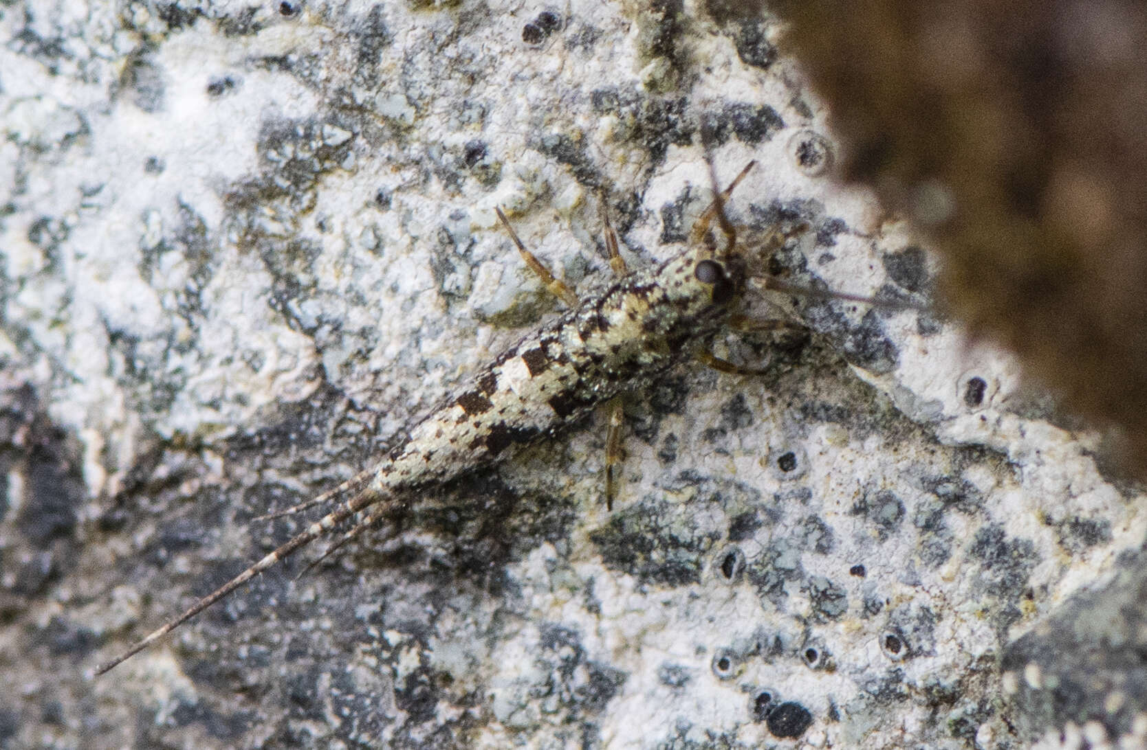 Image of Petridiobius (Petridiobius) arcticus (Folsom 1902)