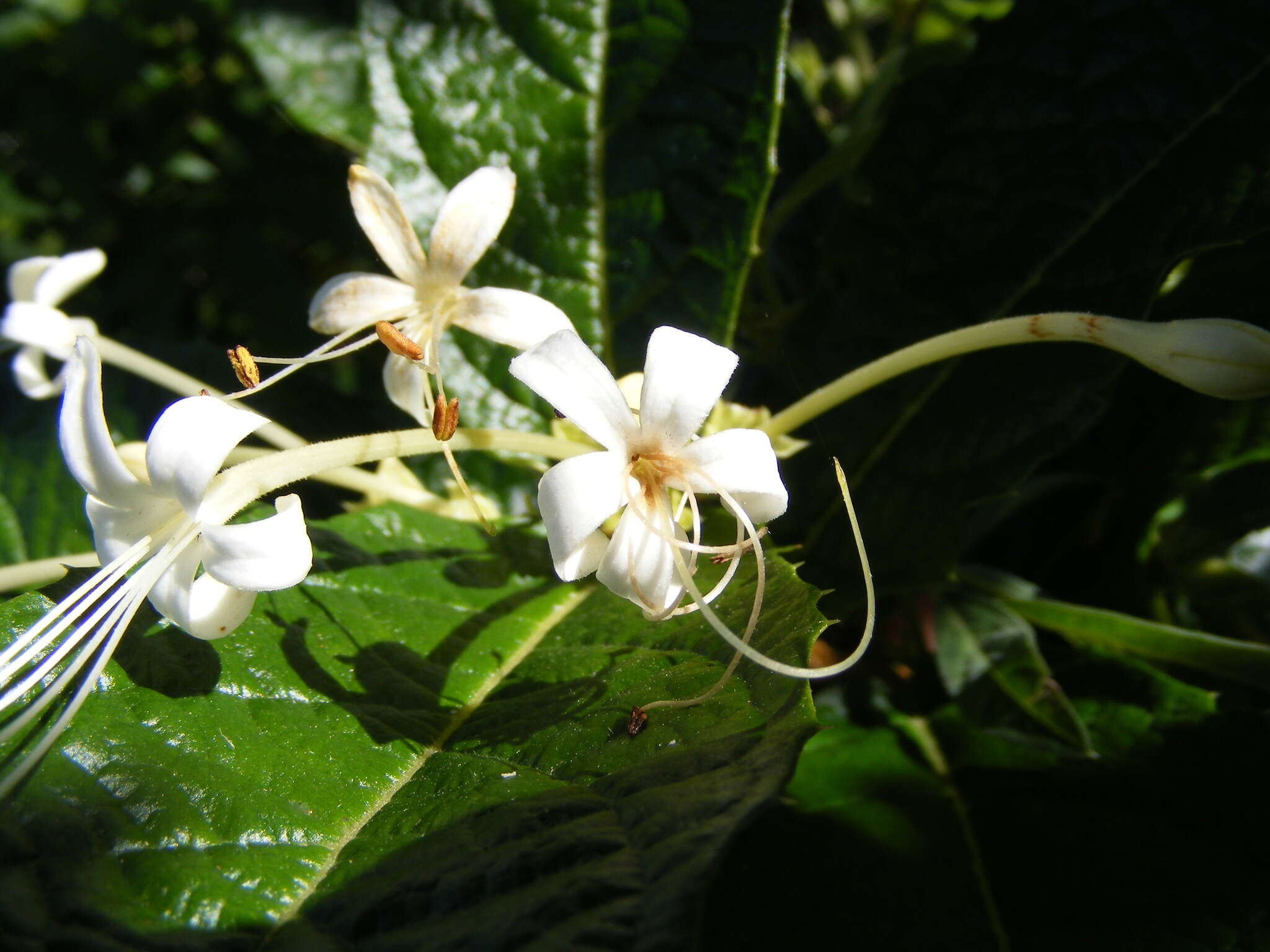 Слика од Ovieda spinosa L.