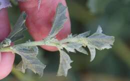 Image de Atriplex suberecta Verdoorn