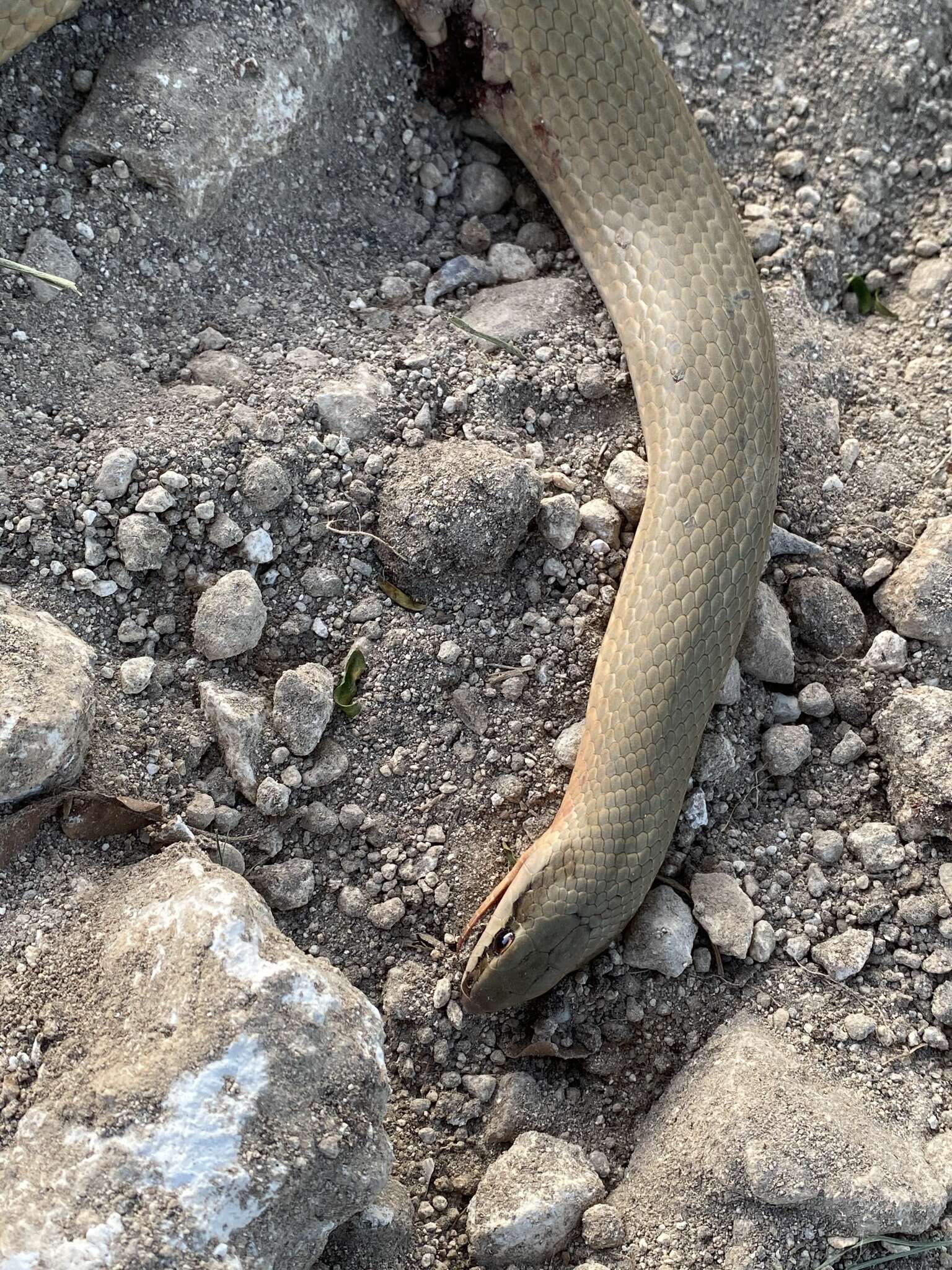 Image of Conophis lineatus concolor Cope 1867