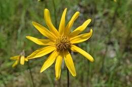 Sivun Helianthus carnosus Small kuva