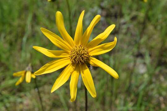 Sivun Helianthus carnosus Small kuva