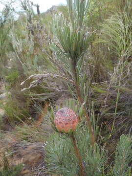 Image of Linear-leaf Conebush