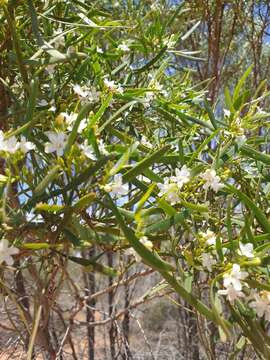 Image of Myoporum platycarpum R. Br.