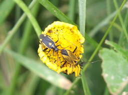 Image of Calocoris nemoralis (Fabricius 1787)