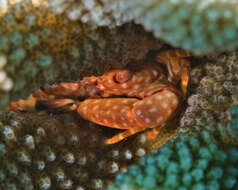 Image of yellow-spotted guard crab