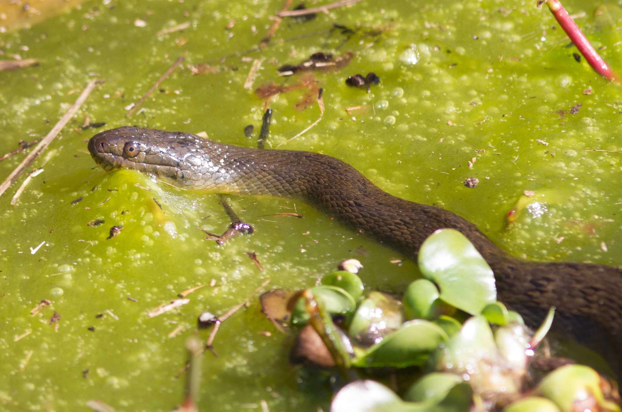 Image of Mississippi Green Water Snake