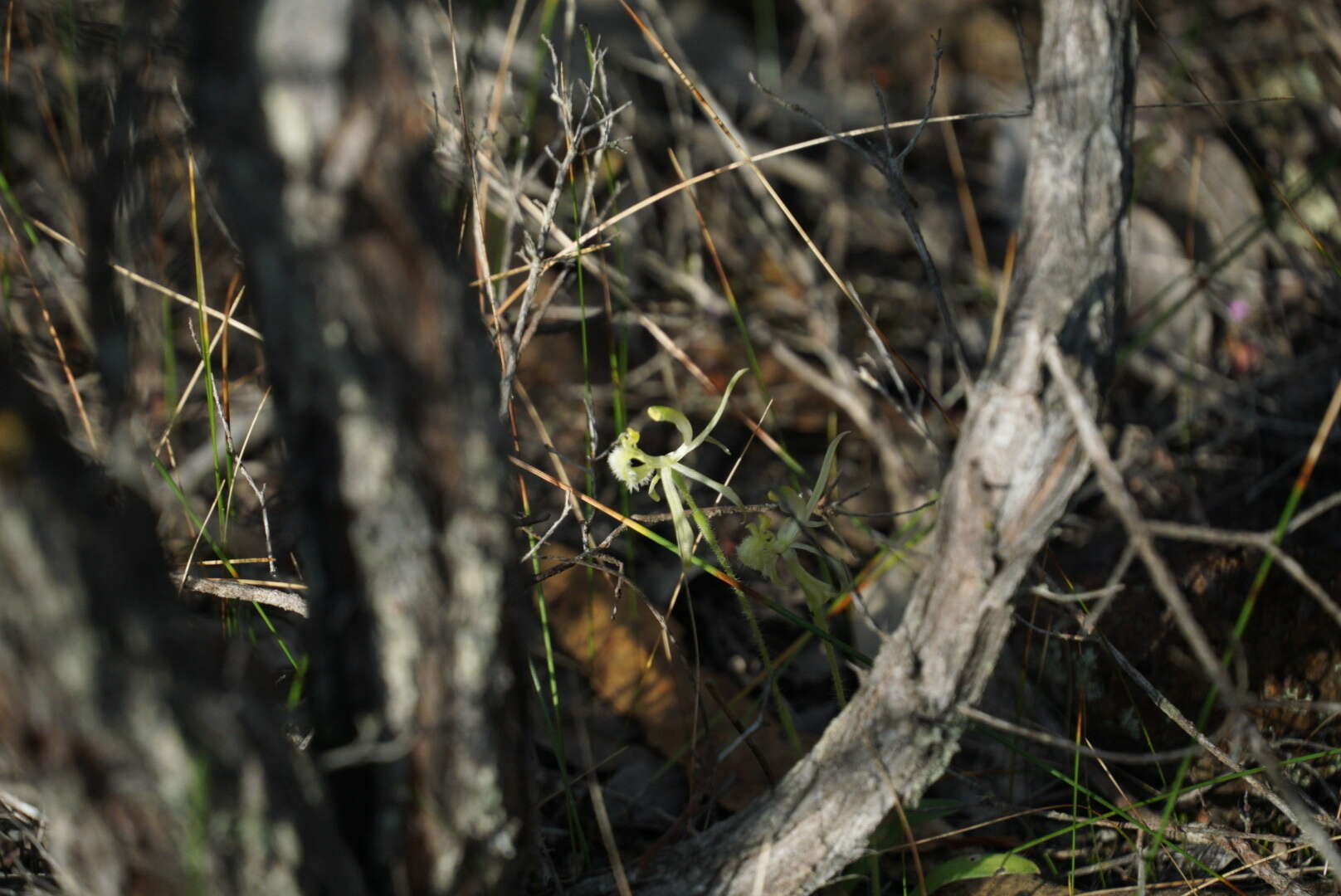 Image of Common dragon orchid