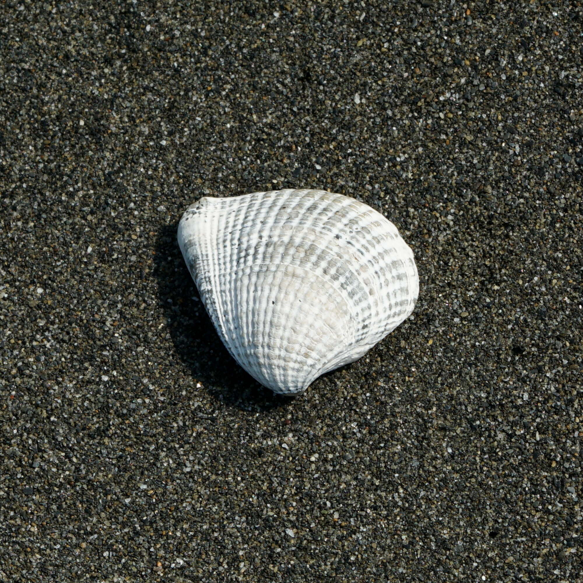 Image of Anomalodiscus squamosus (Linnaeus 1758)